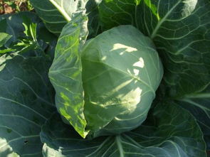 保鮮蔬菜圖片,保鮮蔬菜高清圖片 青島園宏勝保鮮加工廠,