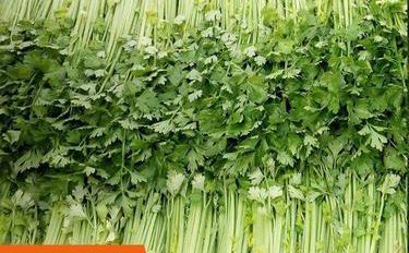 芹菜種植技術(shù)