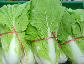 蘇州工廠蔬菜配送公司價格 蘇州工廠蔬菜配送公司型號規格