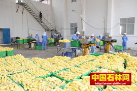 石林禾澤蔬菜速凍加工廠正在作業(yè)