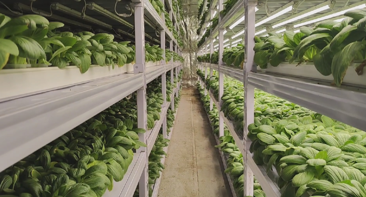 阿湯鍋打&ldquo;卡&rdquo;|重慶崽兒在沙漠里用集裝箱種出&ldquo;瓢兒白&rdquo;,用的水空調(diào)還是&ldquo;重慶造&rdquo;