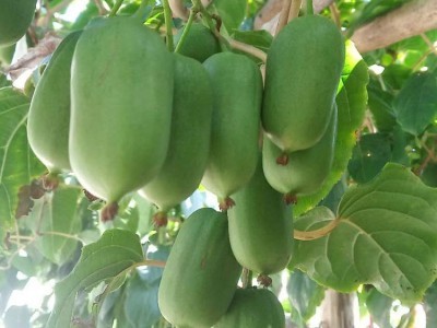 農(nóng)之寶農(nóng)寶商城信息屬于農(nóng)之寶平臺(www.nzb555.com)包含蔬菜,水果,禽畜肉蛋,糧油米面,農(nóng)資農(nóng)機,種子種苗,水產(chǎn),農(nóng)副加工等產(chǎn)品類目,為廣大商家企業(yè)提供更便捷的交易方式。